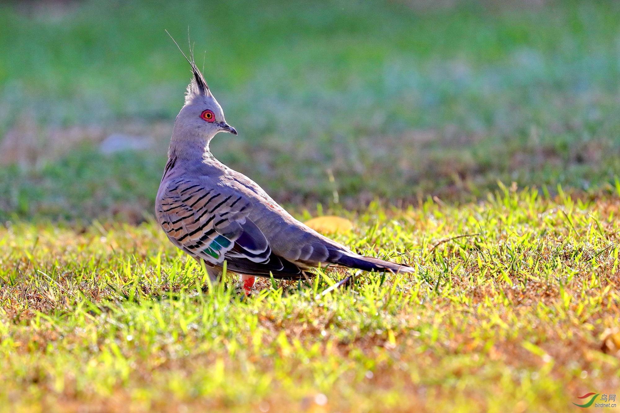 凤头斑鸠-祝贺荣获鸟网首页精华!