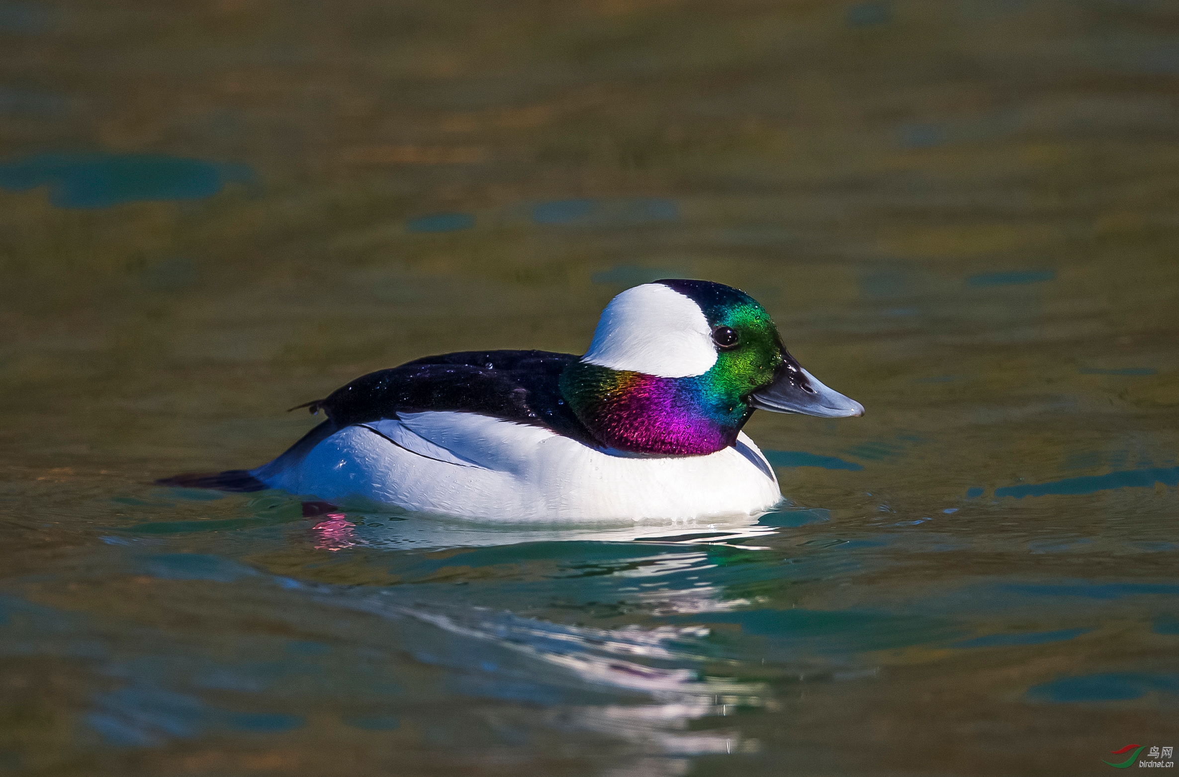 水鸟悠然自得白枕鹊鸭祝贺荣获首页鸟类精华