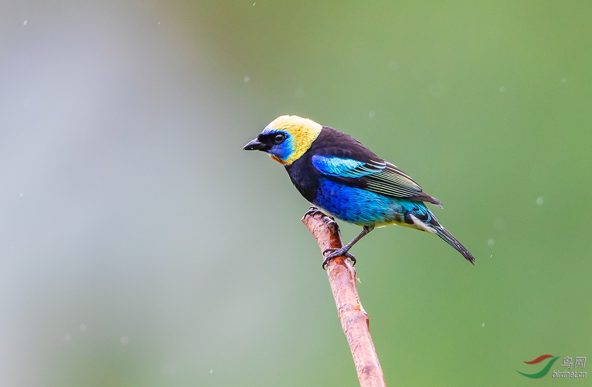 金头唐纳雀 贺获鸟网首页鸟类精华!