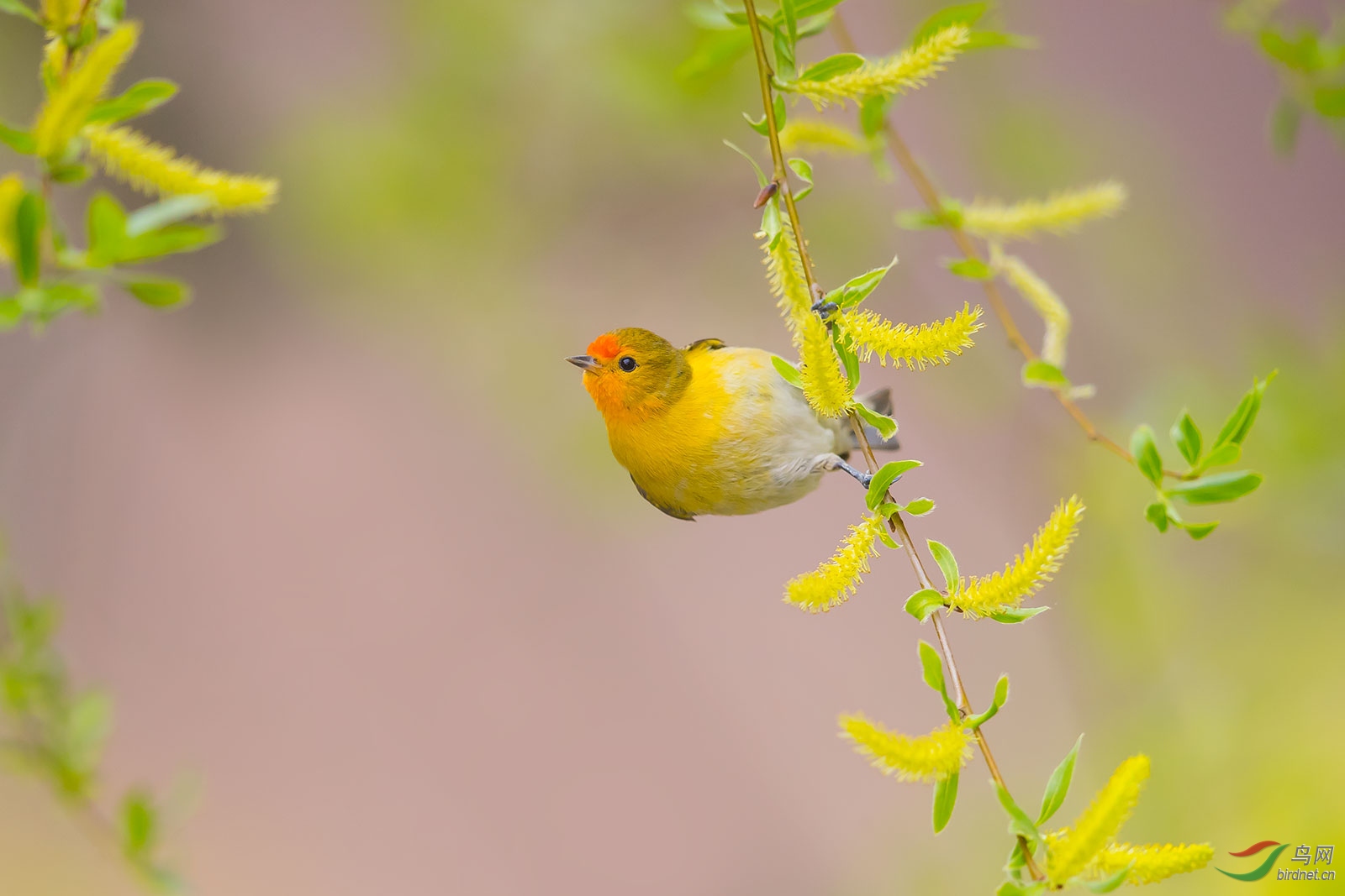 春天的使者祝贺荣获首页鸟类精华