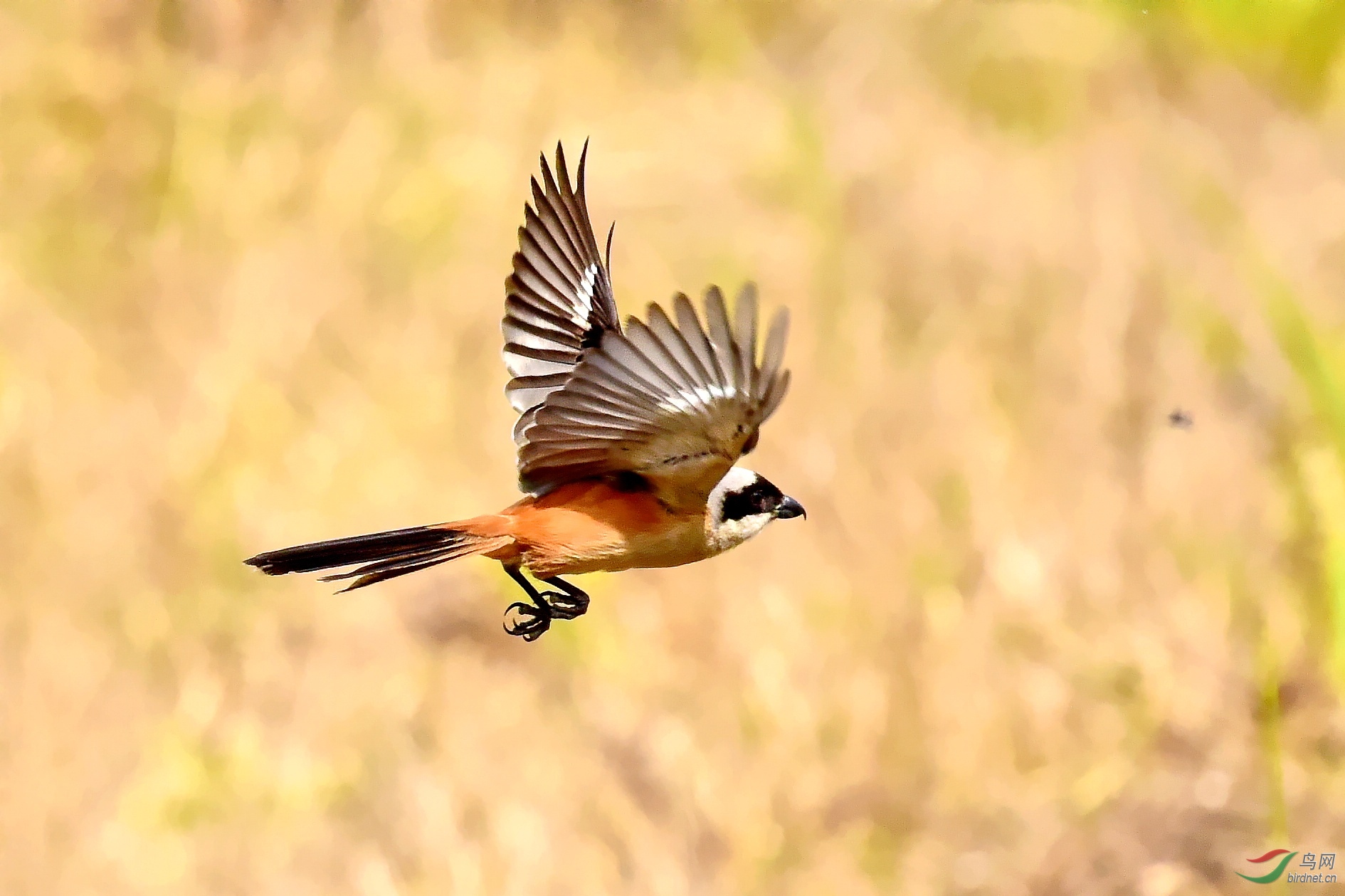 DSC_9672_conew2.jpg