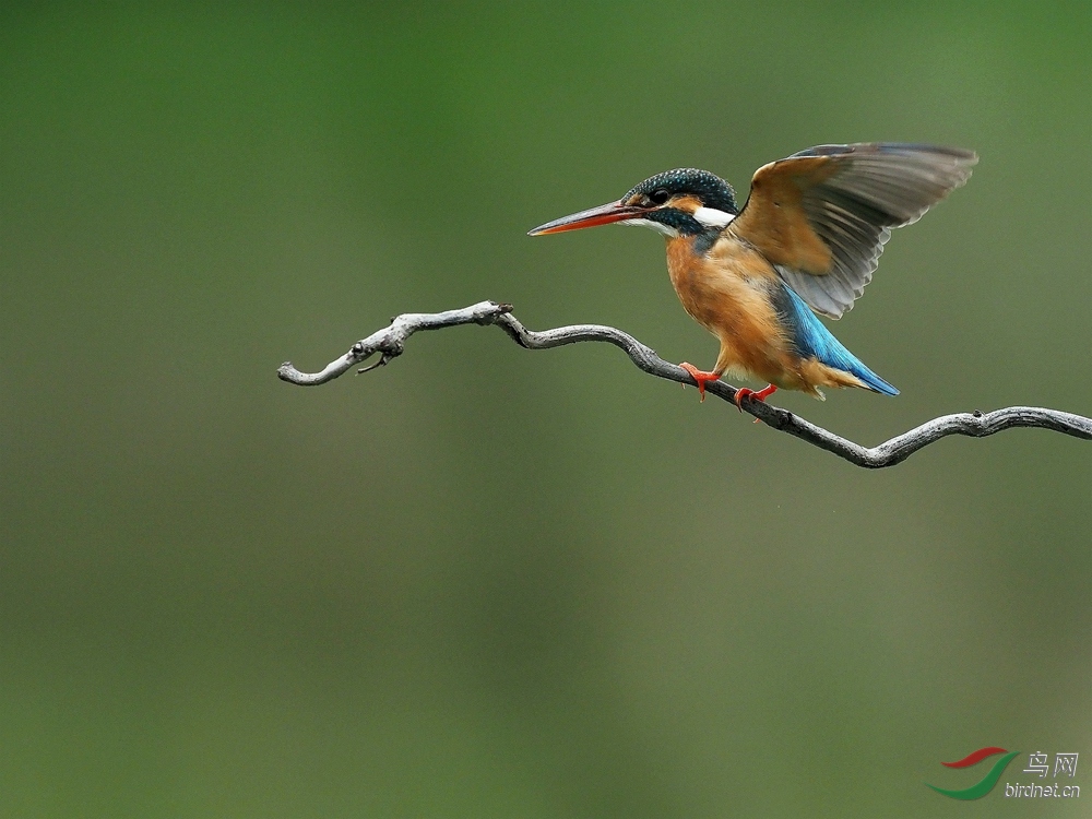 P4110018_����_����.jpg
