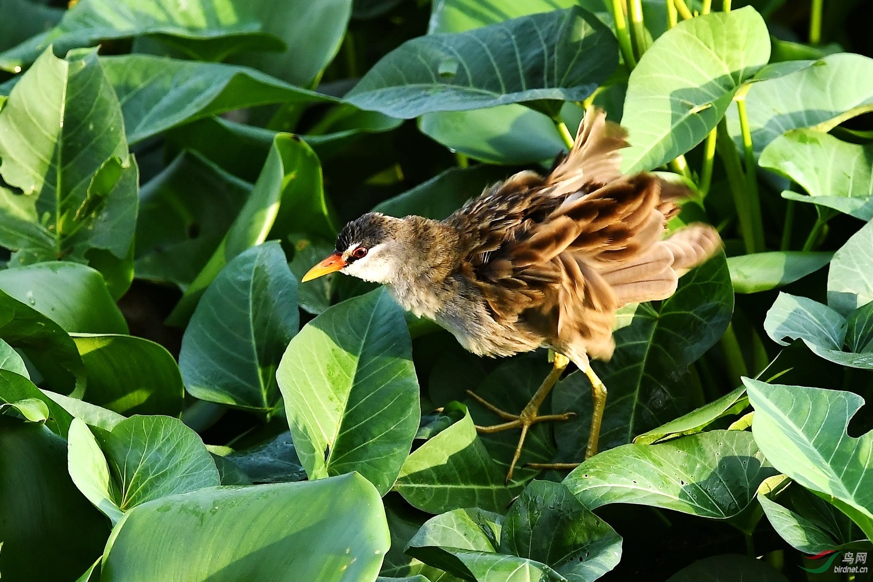 DSC_4464_����.jpg