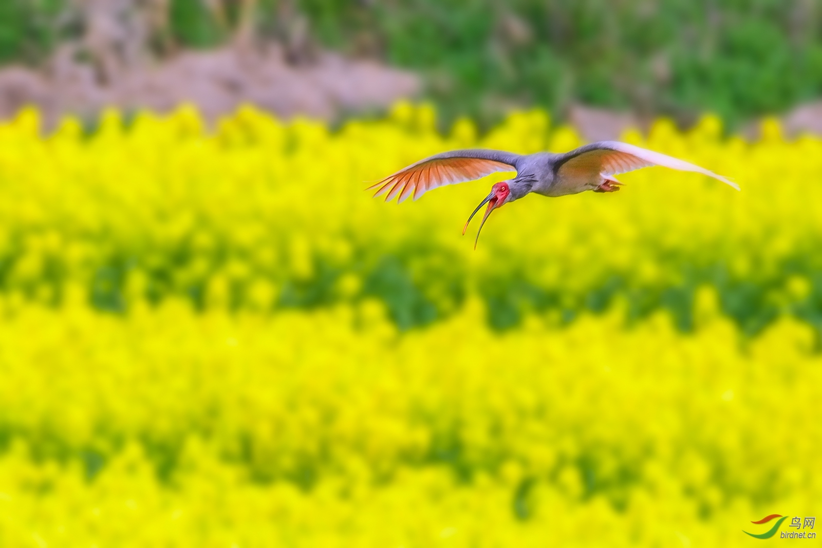 DSC_4724С.jpg