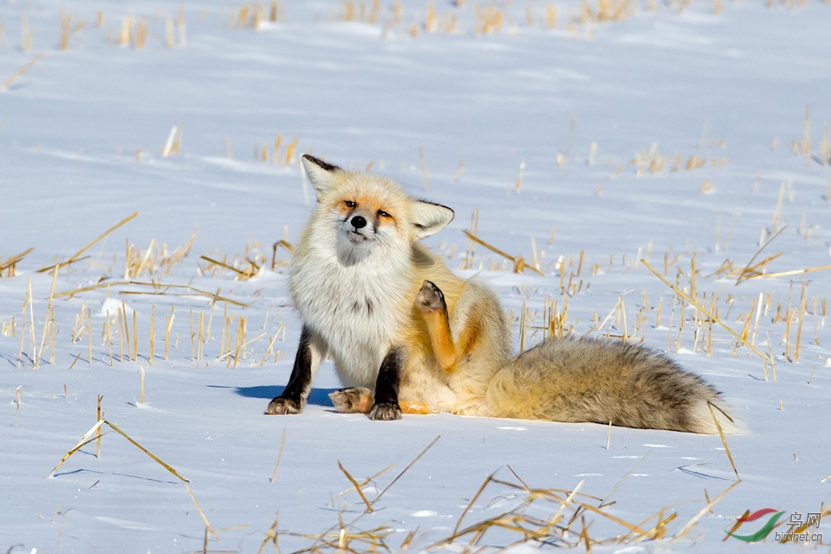 呆萌的赤狐---祝贺首页精华!