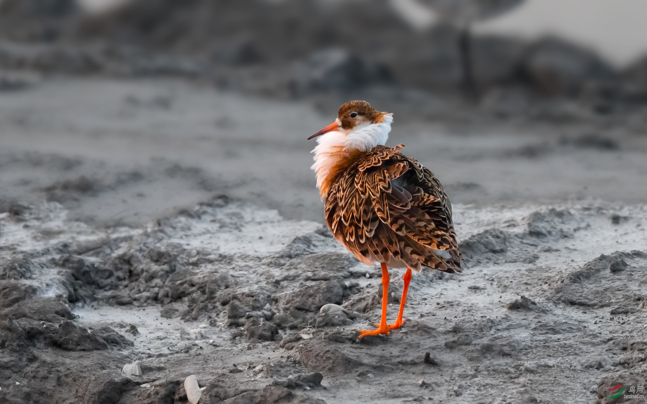 水鸟周末快乐水鸟一组