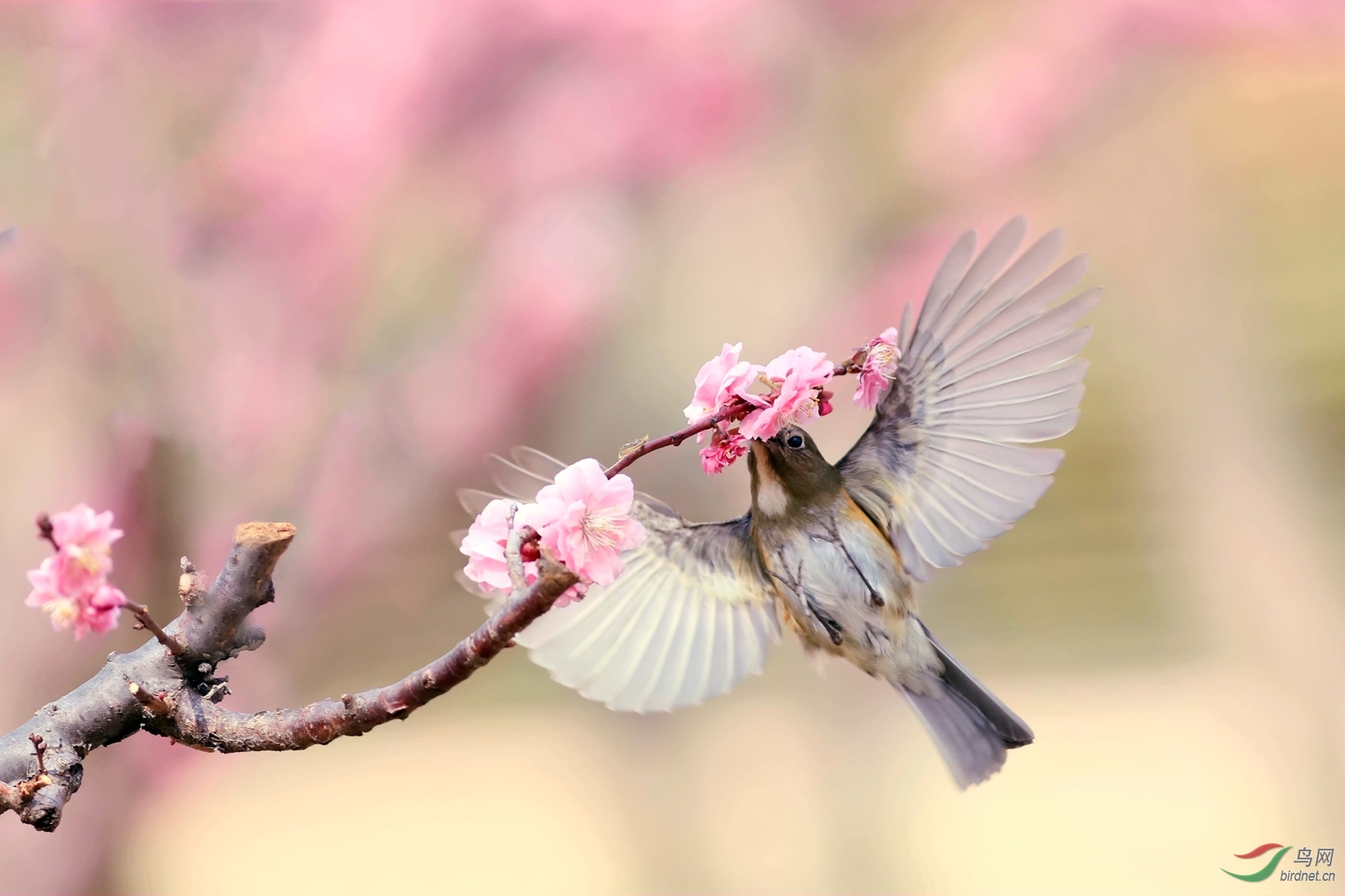 鸟从花里带香飞