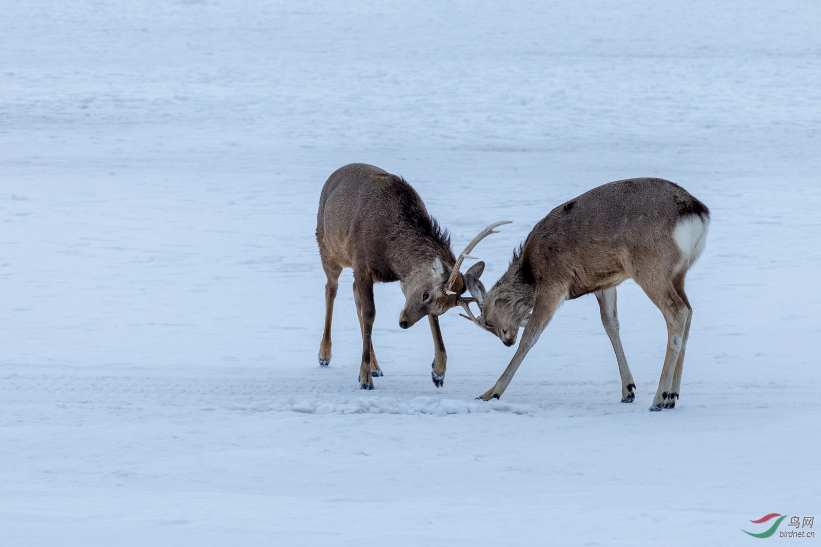 虾夷鹿 荣获首页精华>
