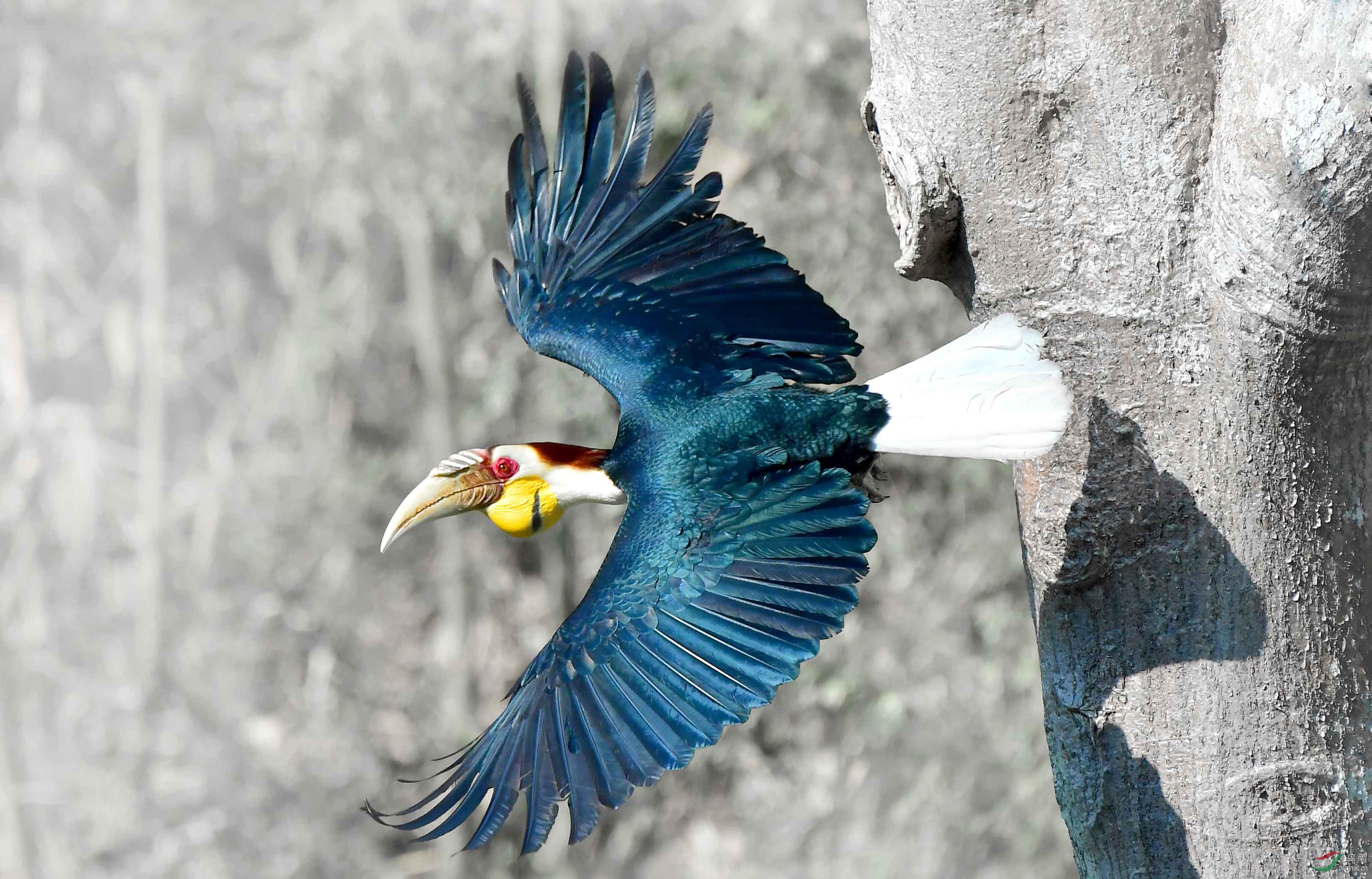 花冠犀鸟    拍摄云南盈江.