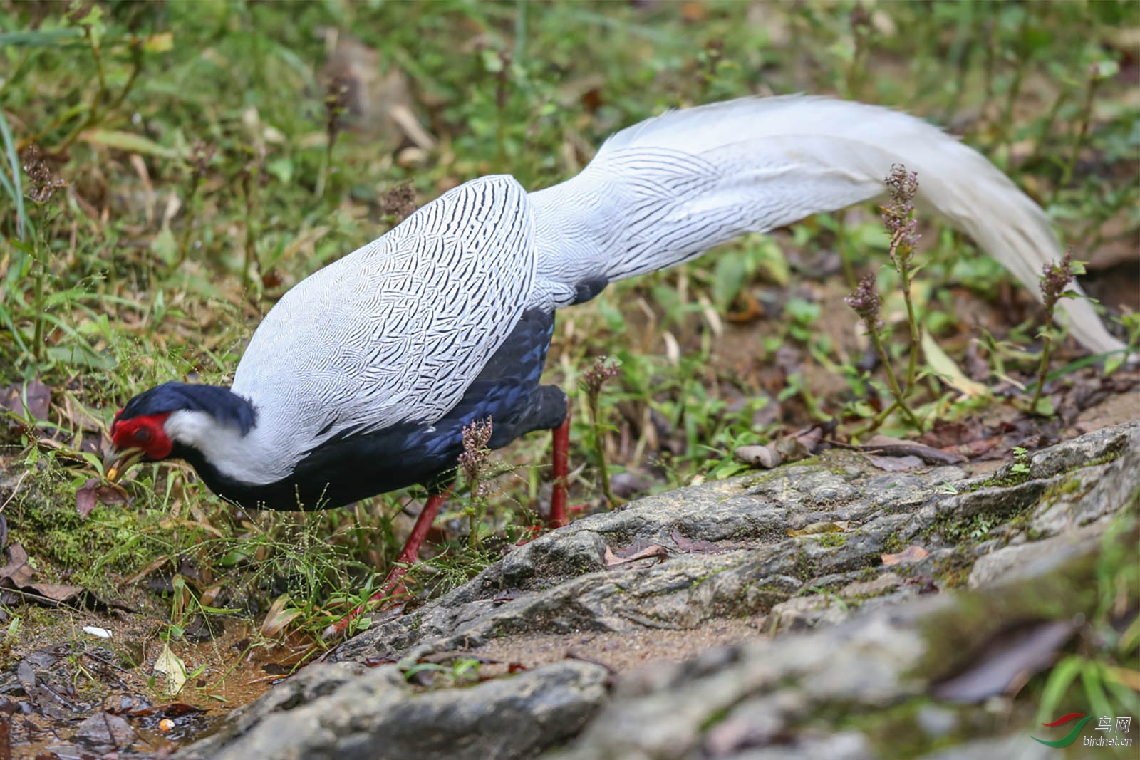 白鹇鸟养殖图片