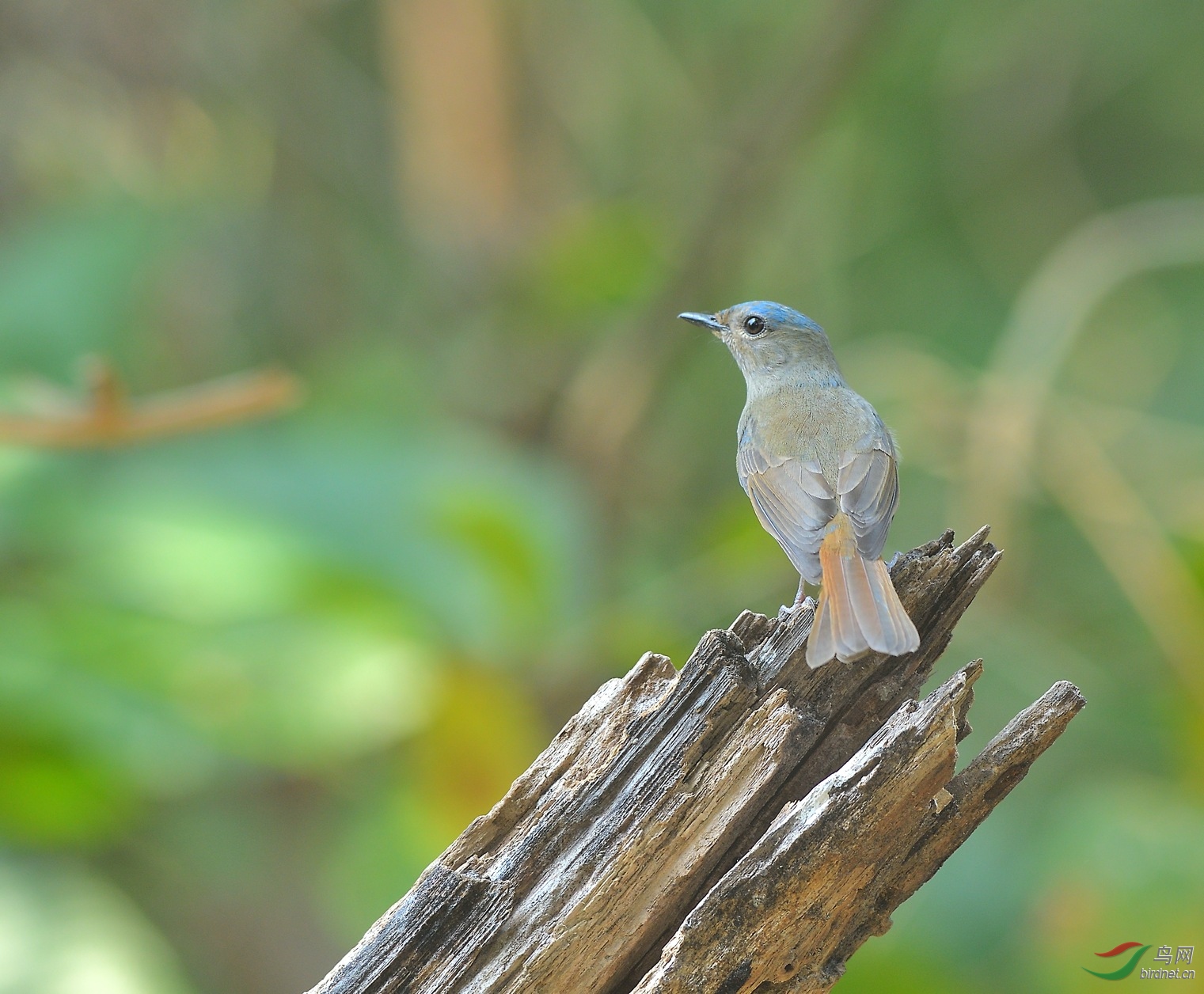 ��̣�����