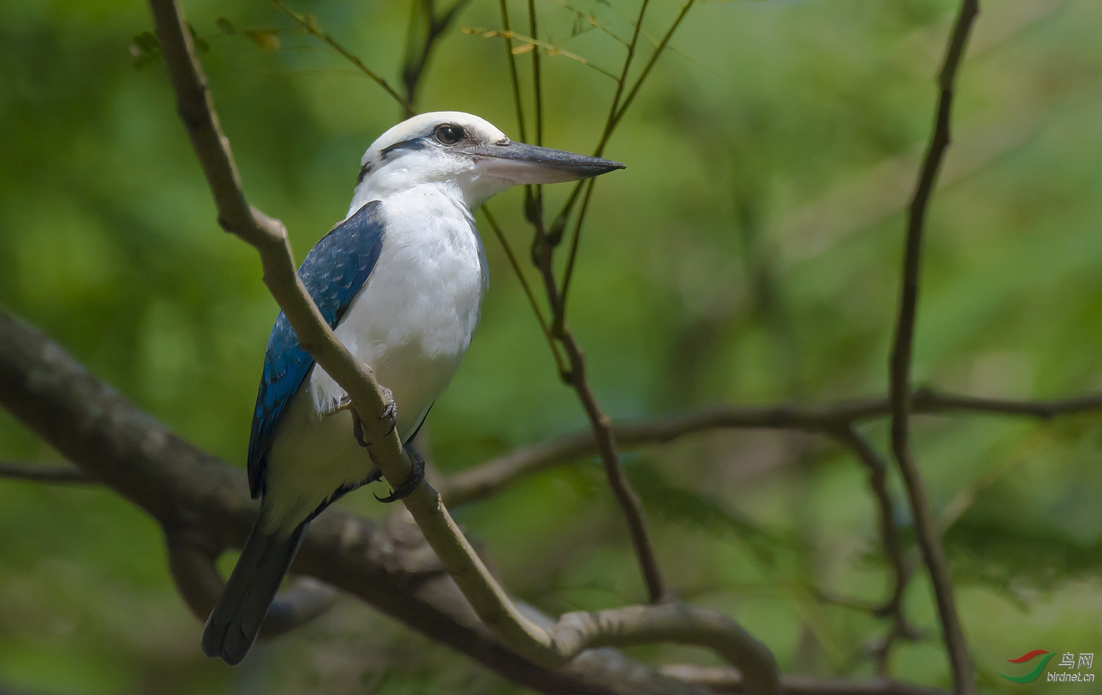 白头翡翠 - 水鸟版 鸟网