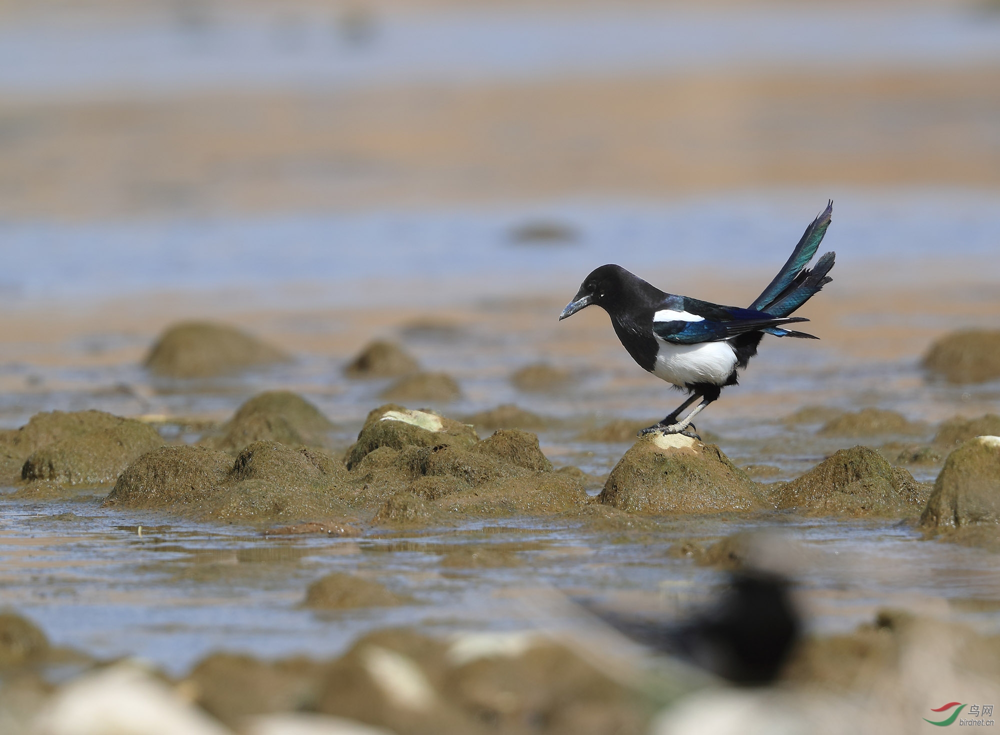 拍野生鸟!拍原生态!谢谢观赏!