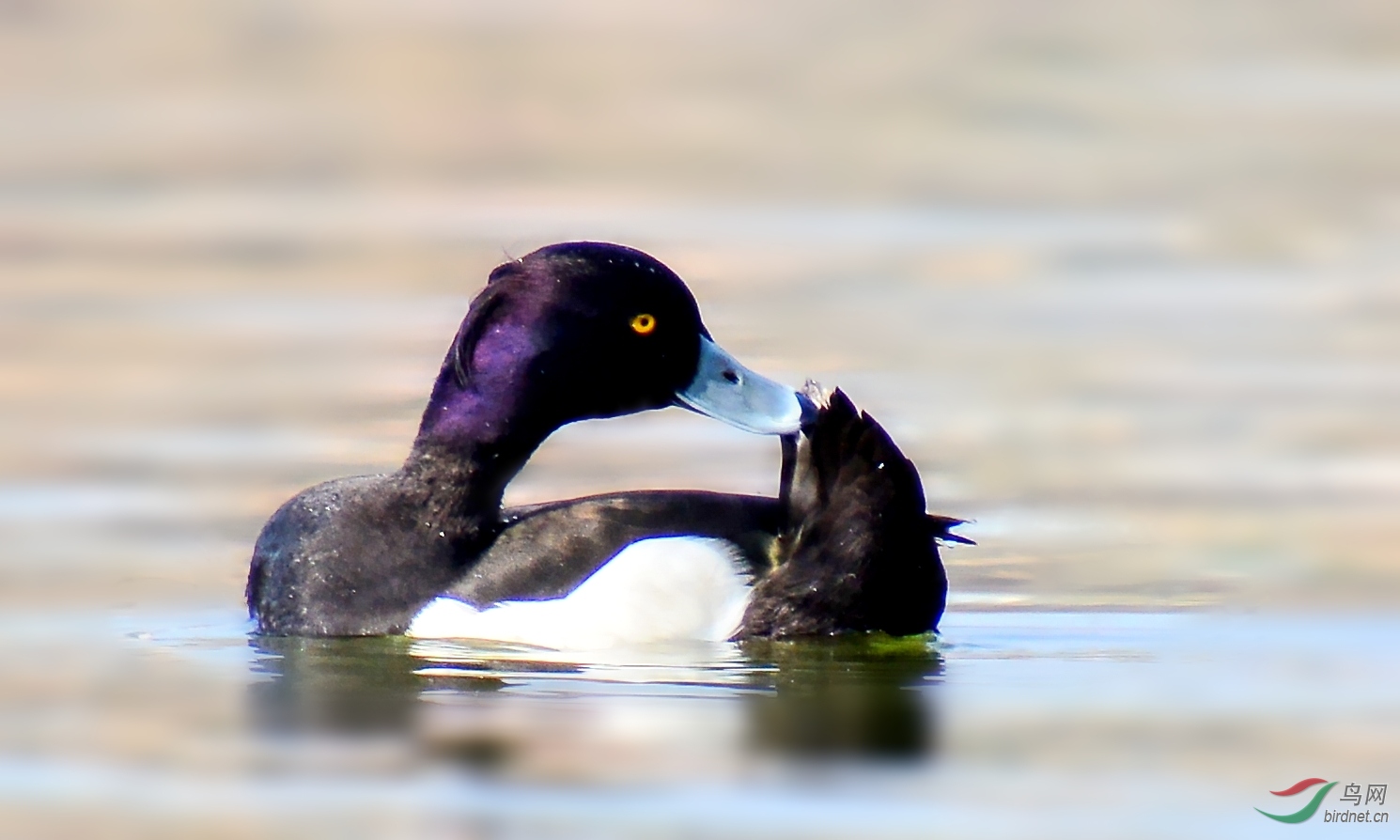 DSC_3421_conew1.jpg