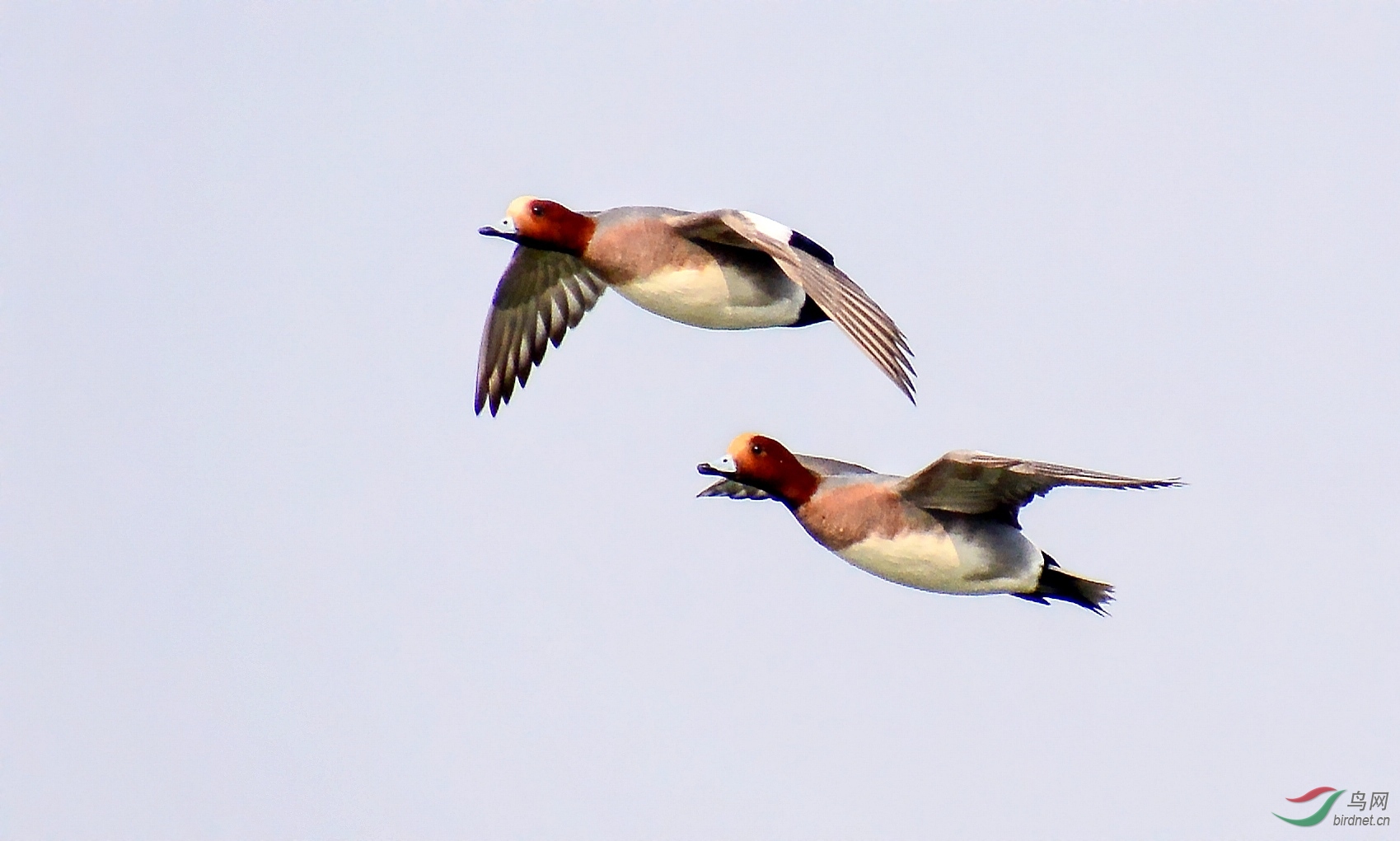 DSC_3349_conew1.jpg