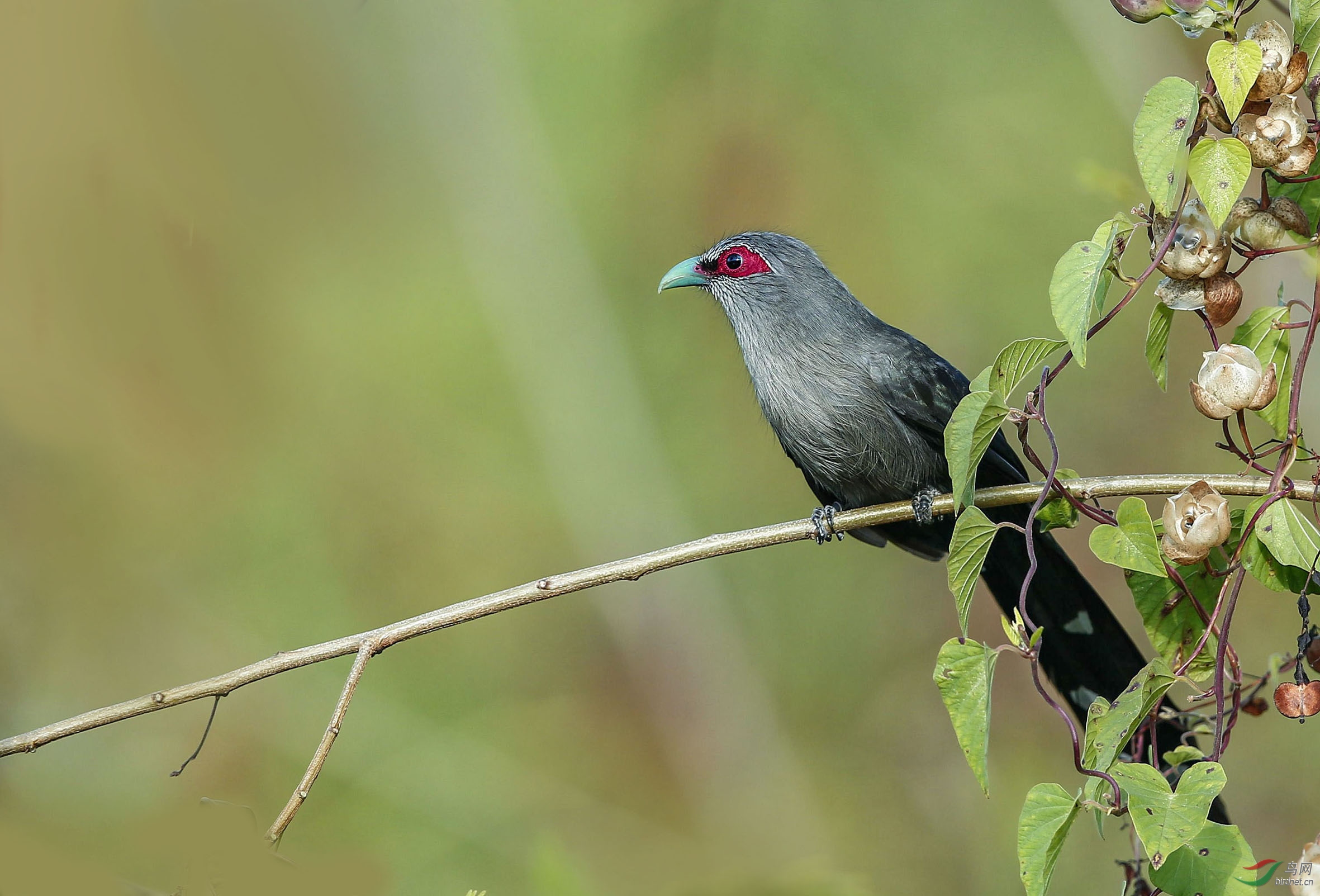 绿嘴地鹃拍于三亚
