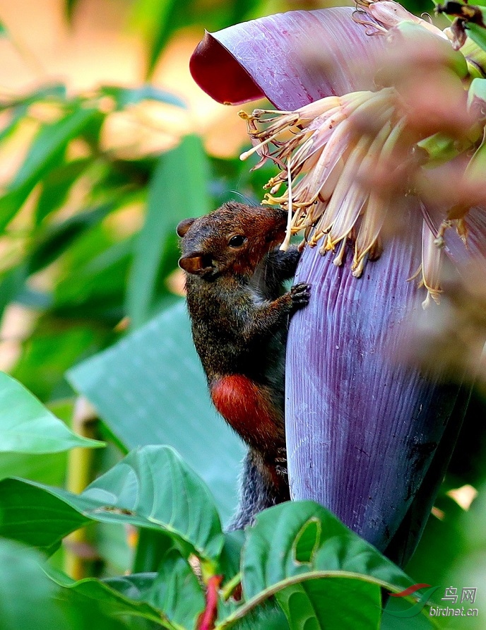 松鼠也来分享美食