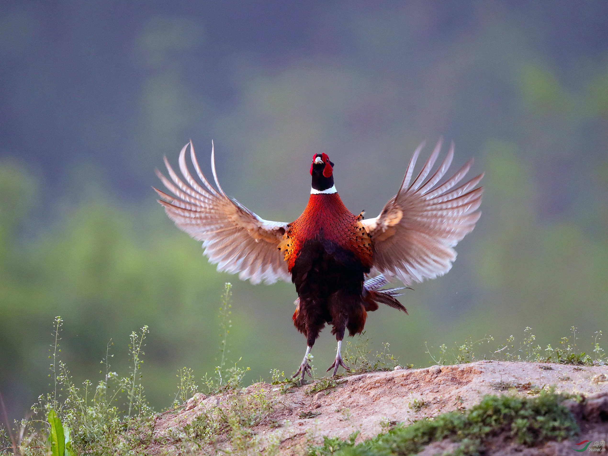 敞开怀抱环颈雉祝贺荣获首页鸟类精华