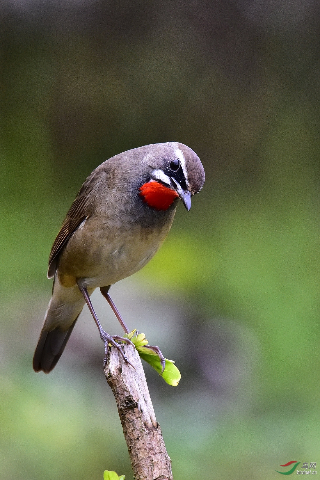 DSC_0085.JPG