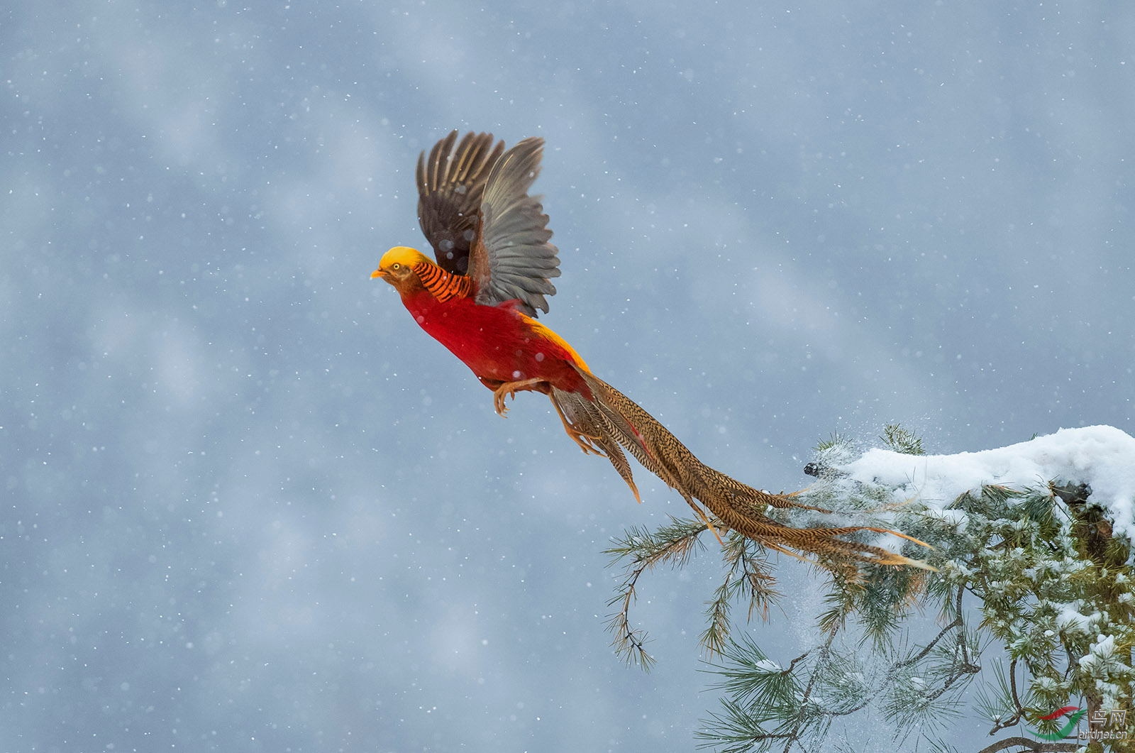 《雪飛鳳舞》——紅腹錦雞