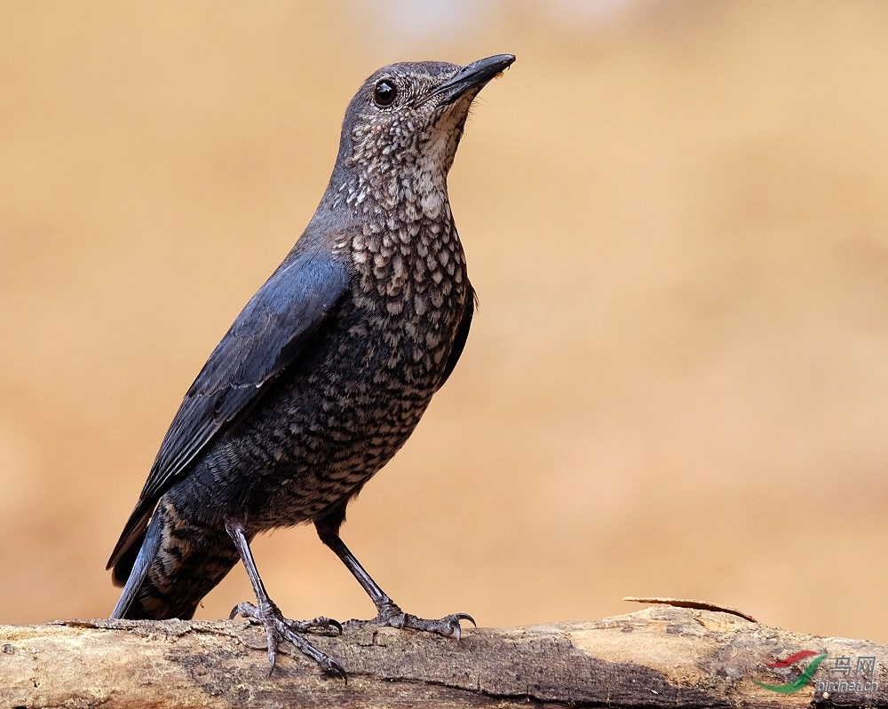蓝矶鸫bluerockthrush