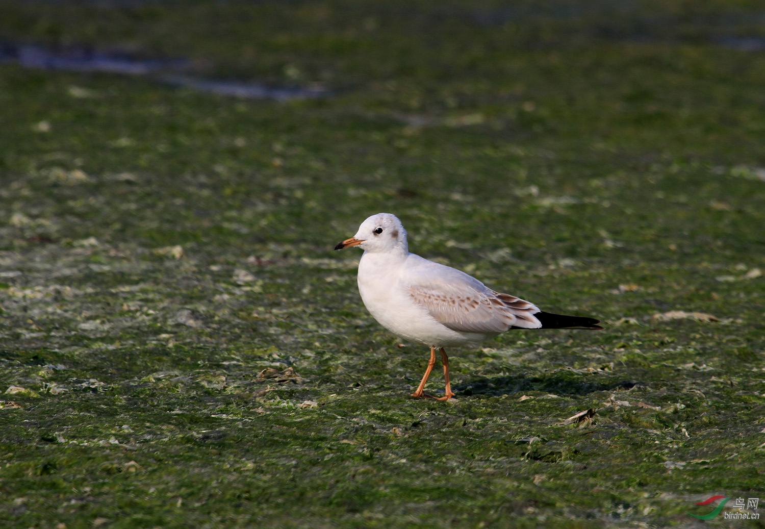 IMG_9743.JPG
