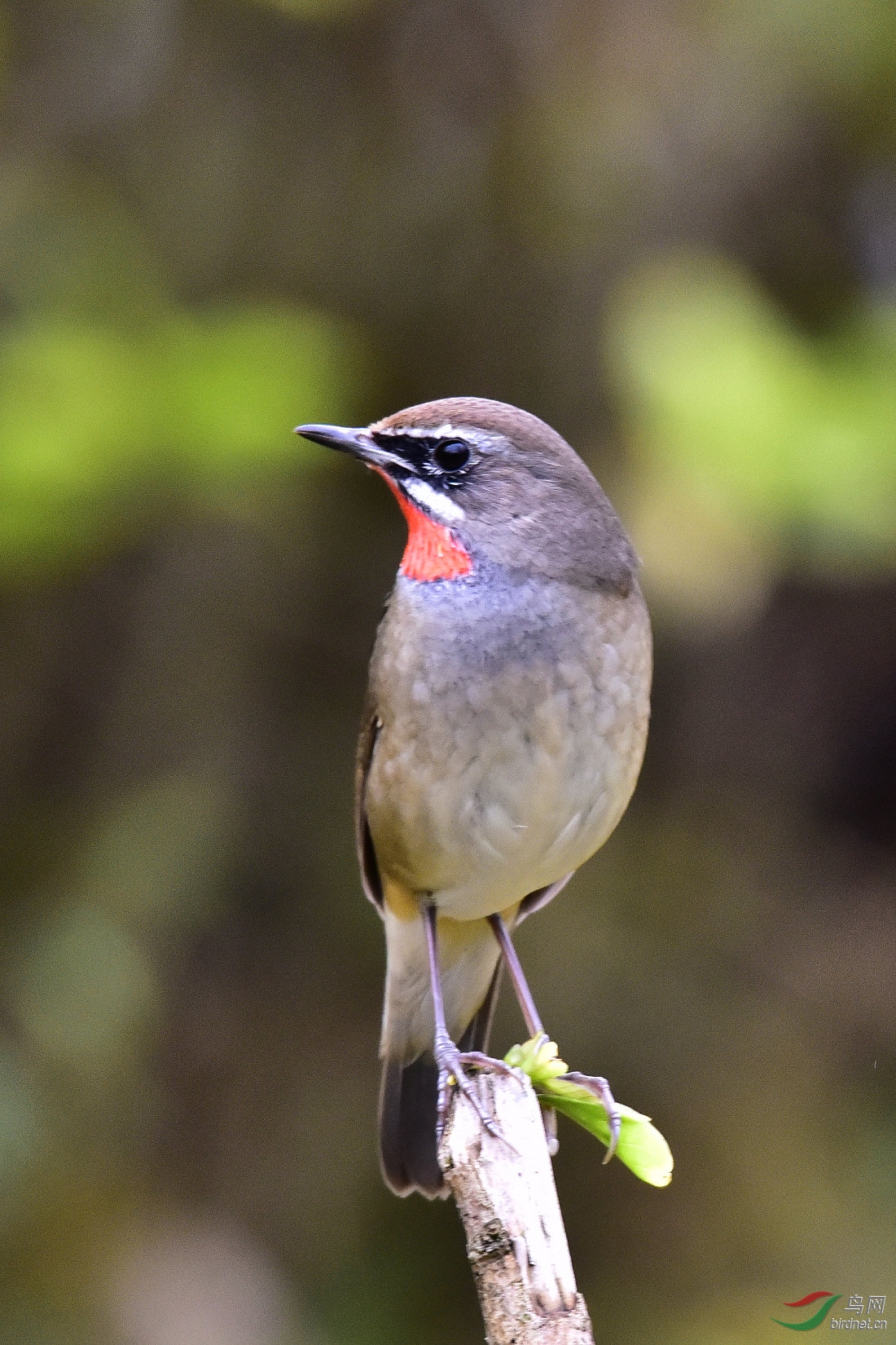 DSC_0093.JPG