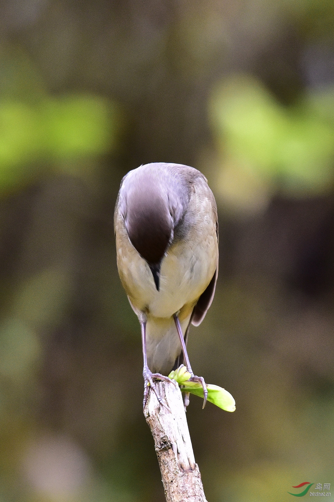 DSC_0096.JPG