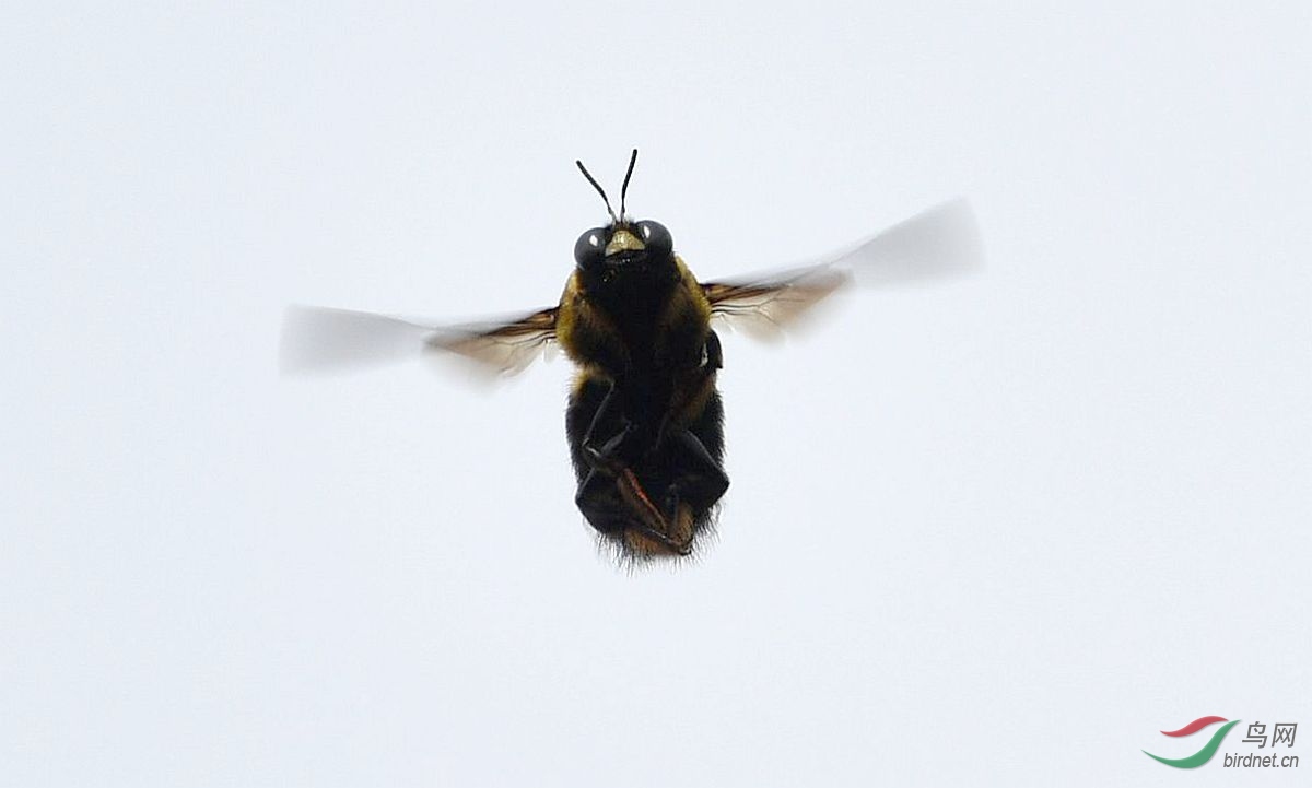 空中舞姿大黑蜂