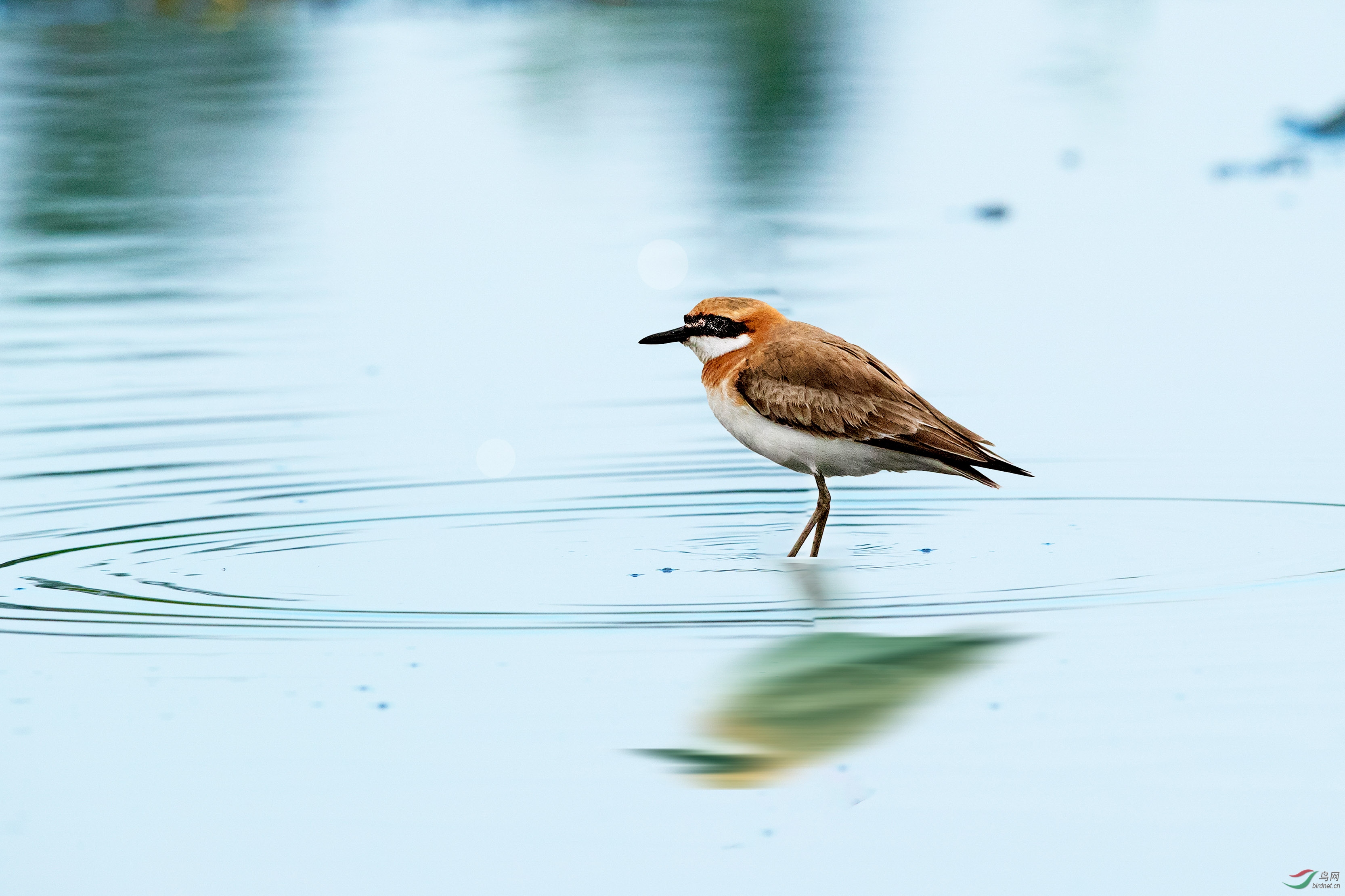 铁嘴沙鸻 - vip版 鸟网