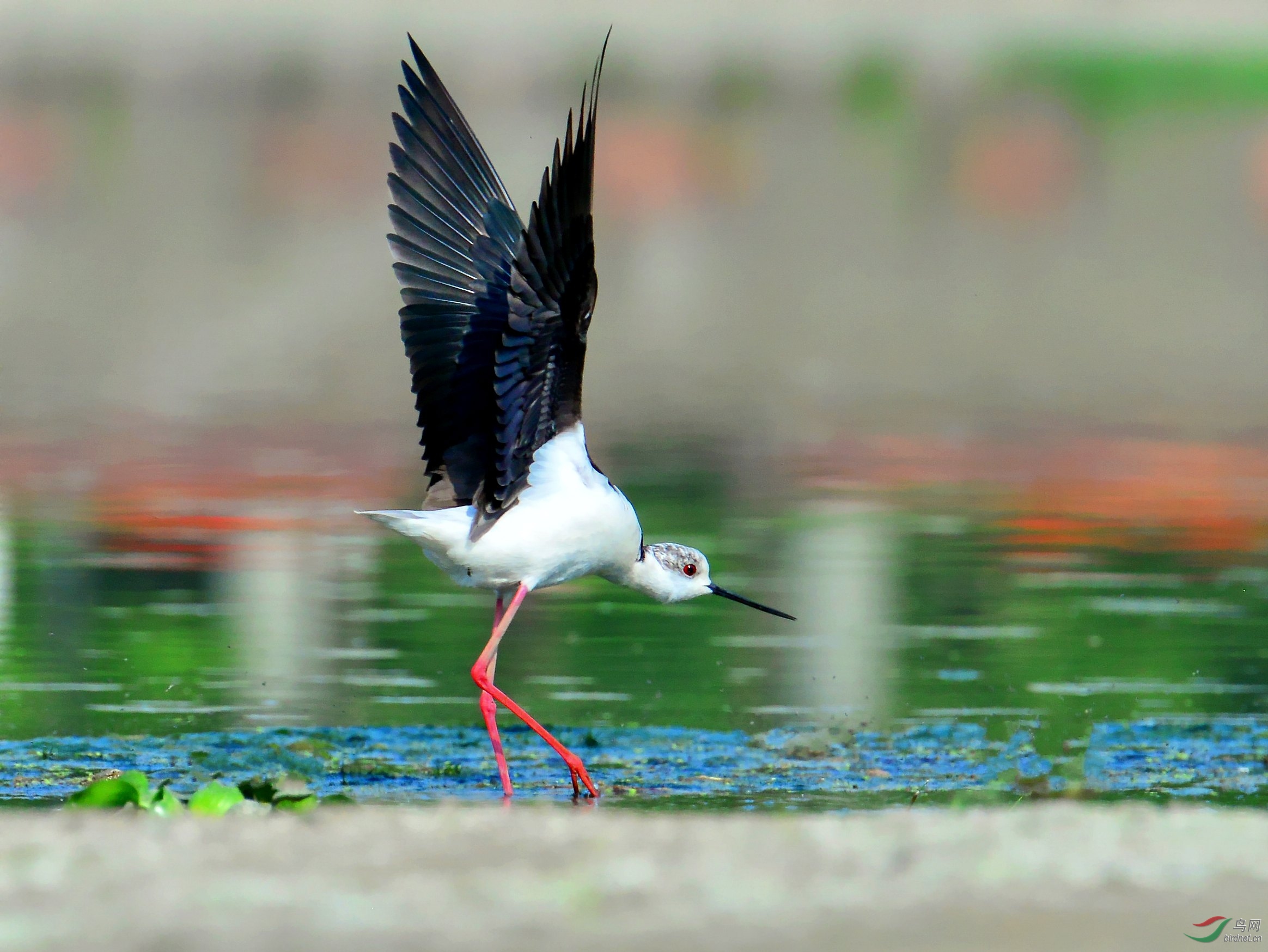 DSC_1570_conew4.jpg
