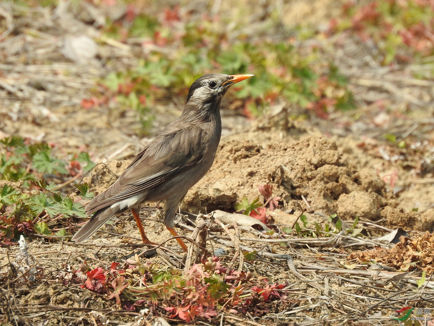 DSCN1088.jpg