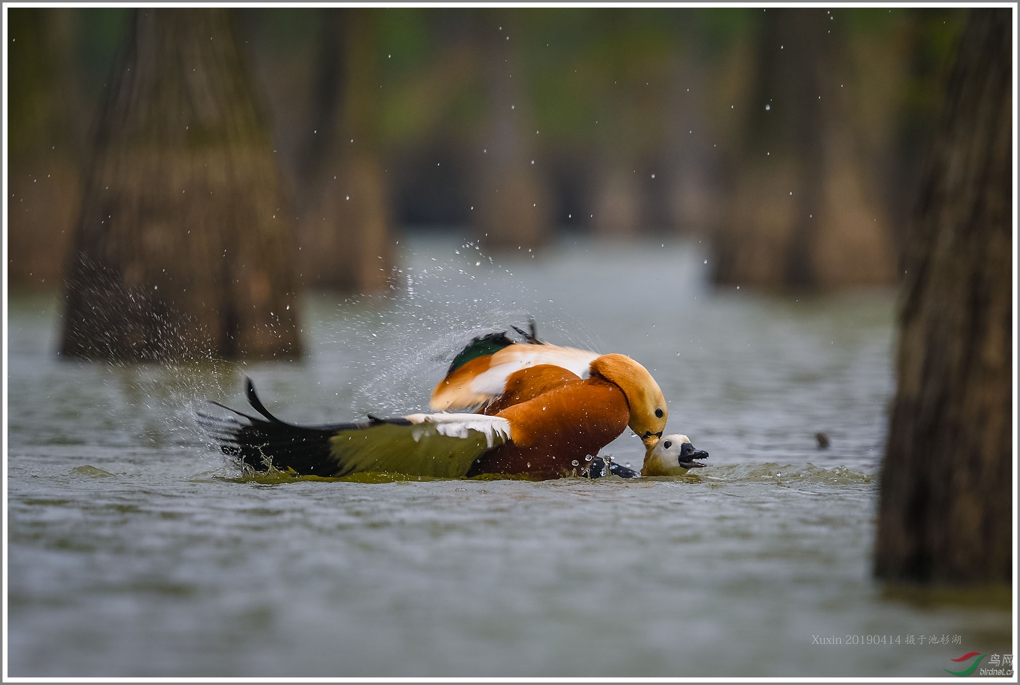 ��_XUX2172��Ϊ���ܶ���-1 2000.jpg