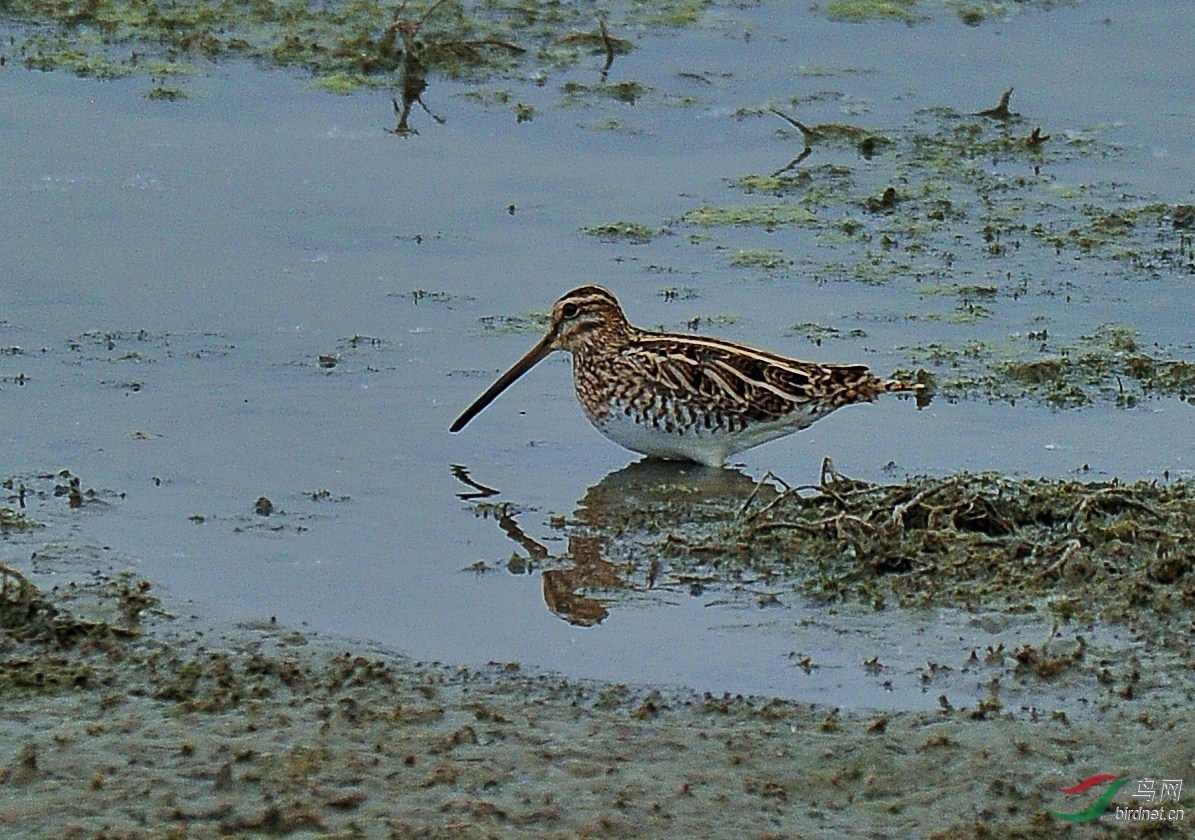 DSC_4563 - ����.JPG