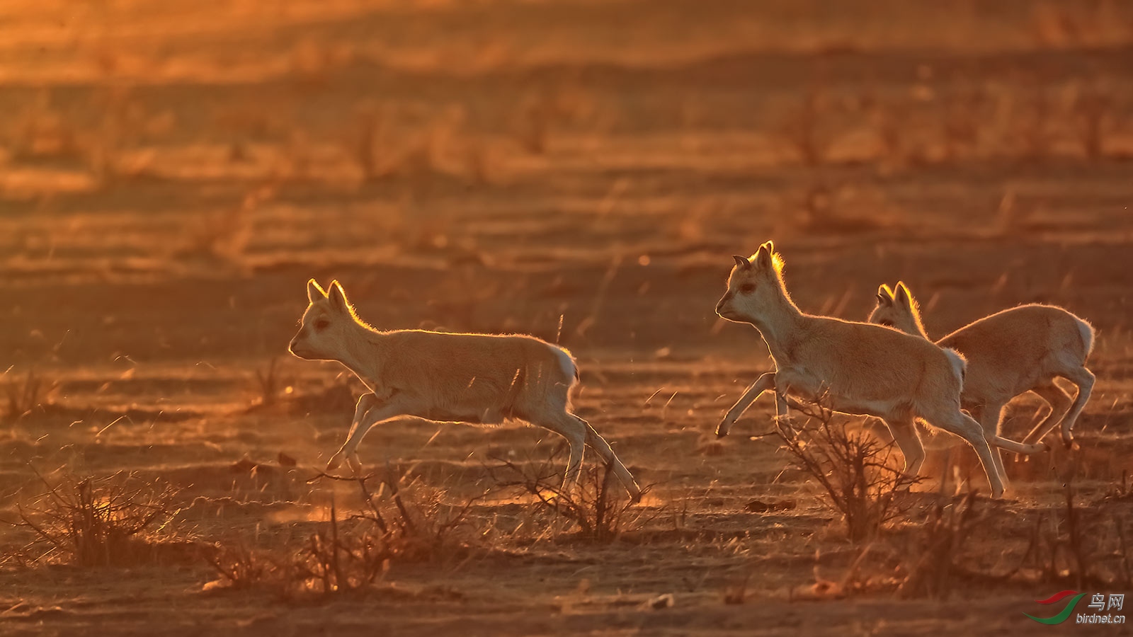 普氏羚羊【荣获首页动物精华】 - 青海版 qinghai 鸟网