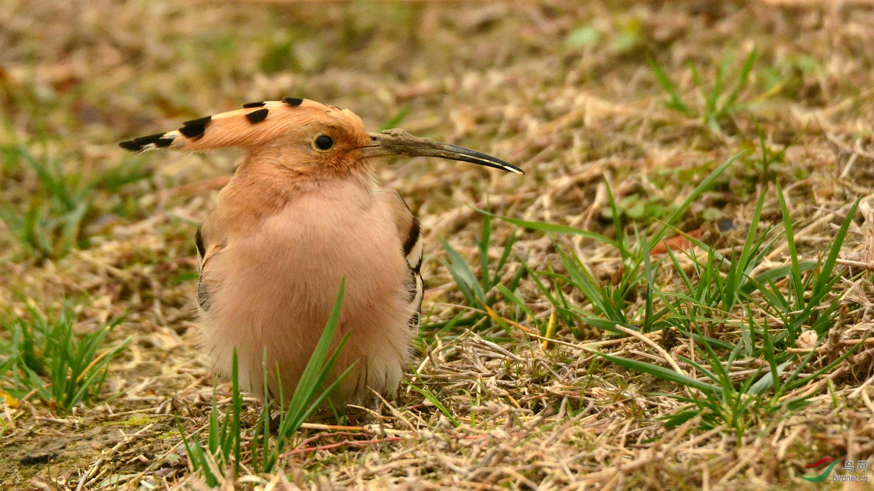 DSC_9567 - ����.jpg