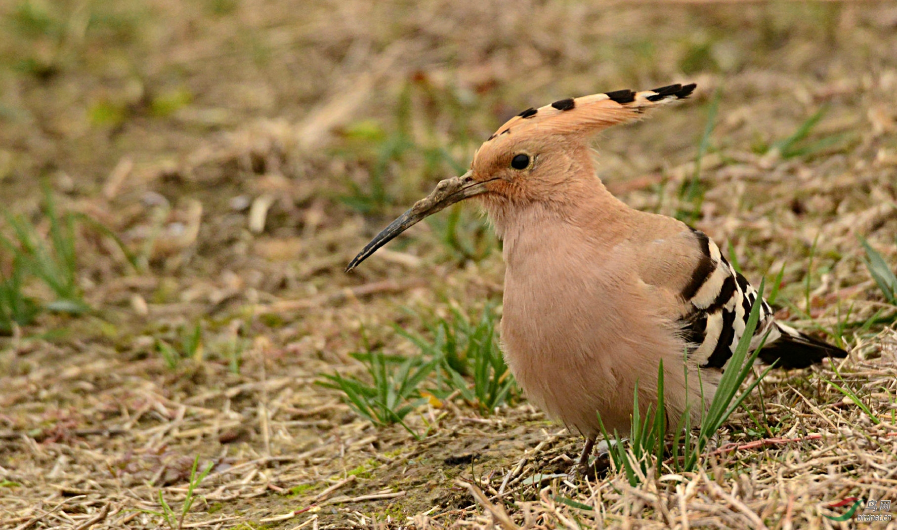 DSC_9569 - ����.jpg