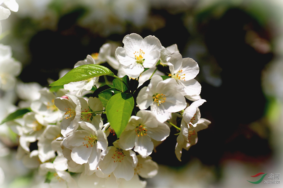 花卉欣赏三叶海棠