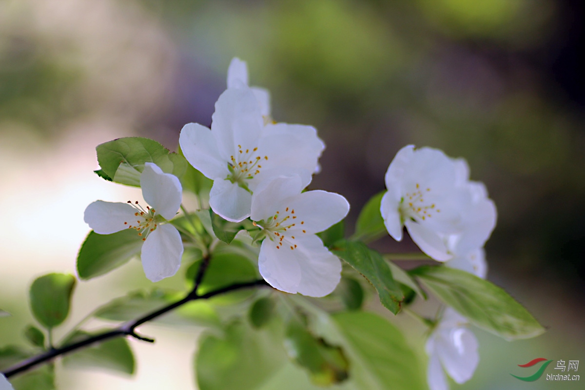 【花卉欣赏】《三叶海棠》