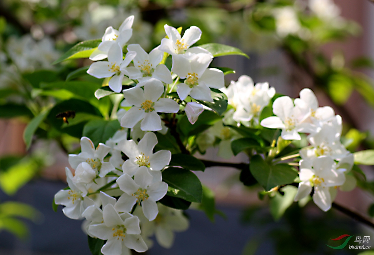 【花卉欣赏】《三叶海棠》