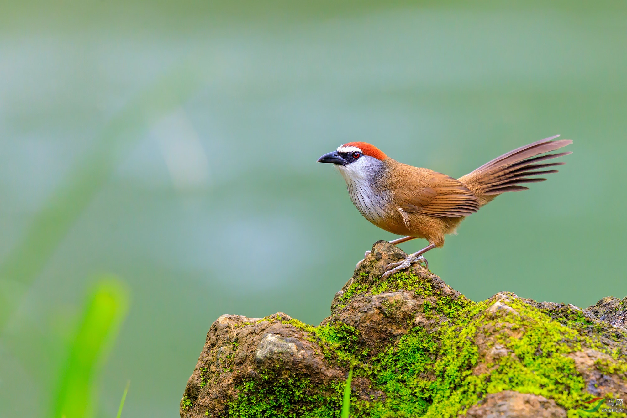 目视前方(红顶鹛)～～～贺图获《首页鸟类精华》