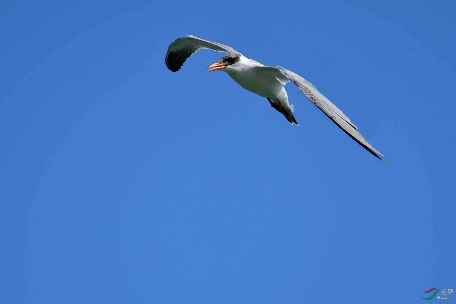 红嘴巨鸥 - 宁夏版 ningxia 鸟网
