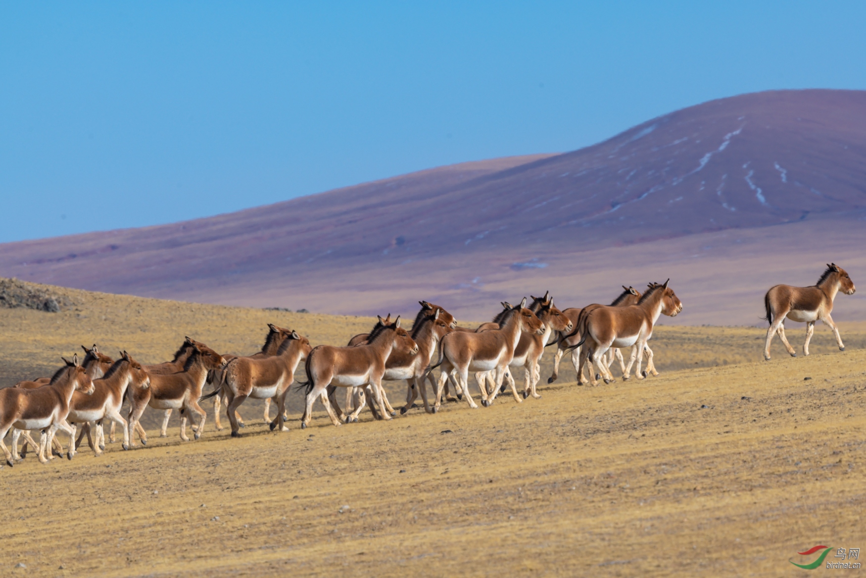 群驴上山荣获首页动物精华