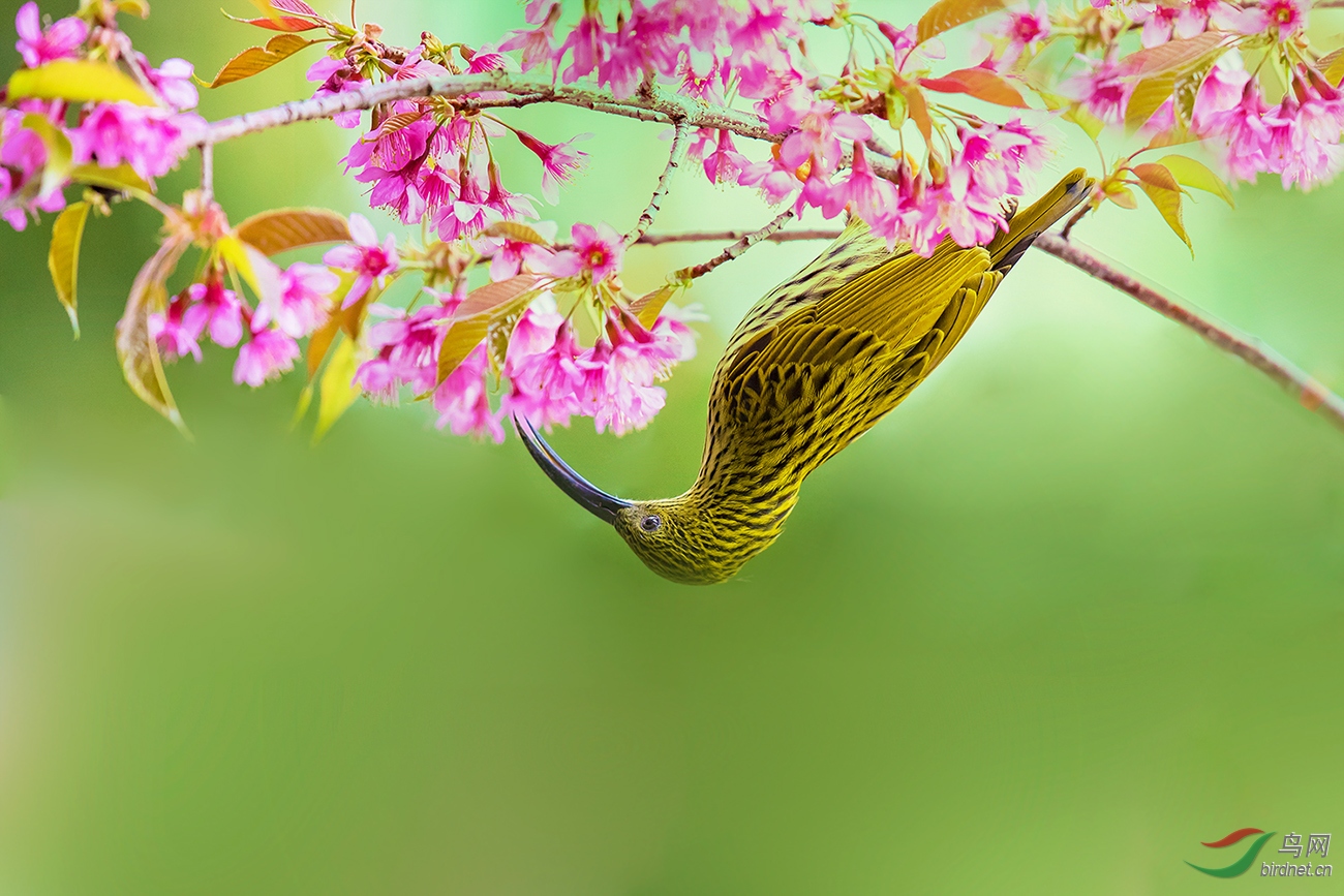 鳥與花 - 藝術創意 鳥網