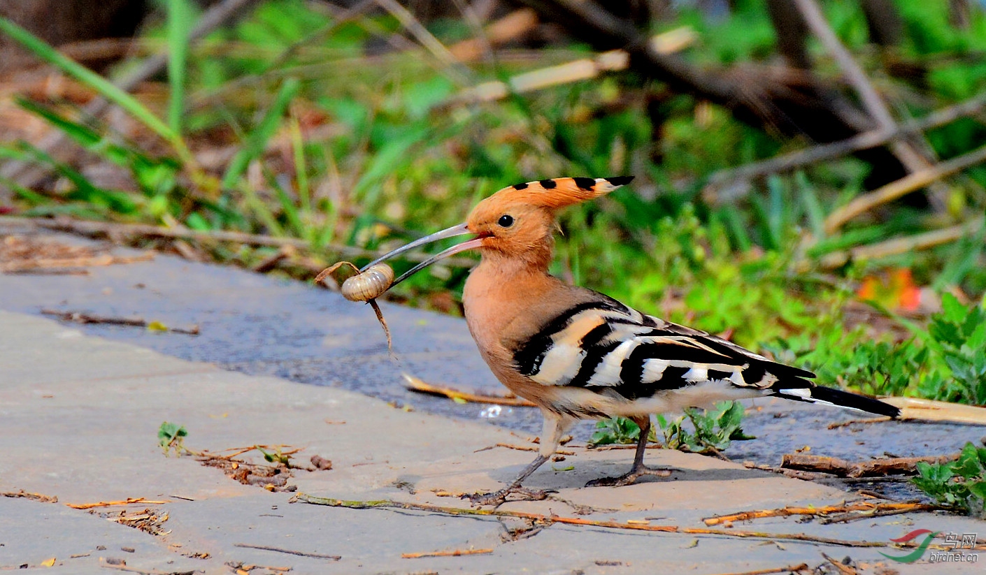 DSC_6017.JPG