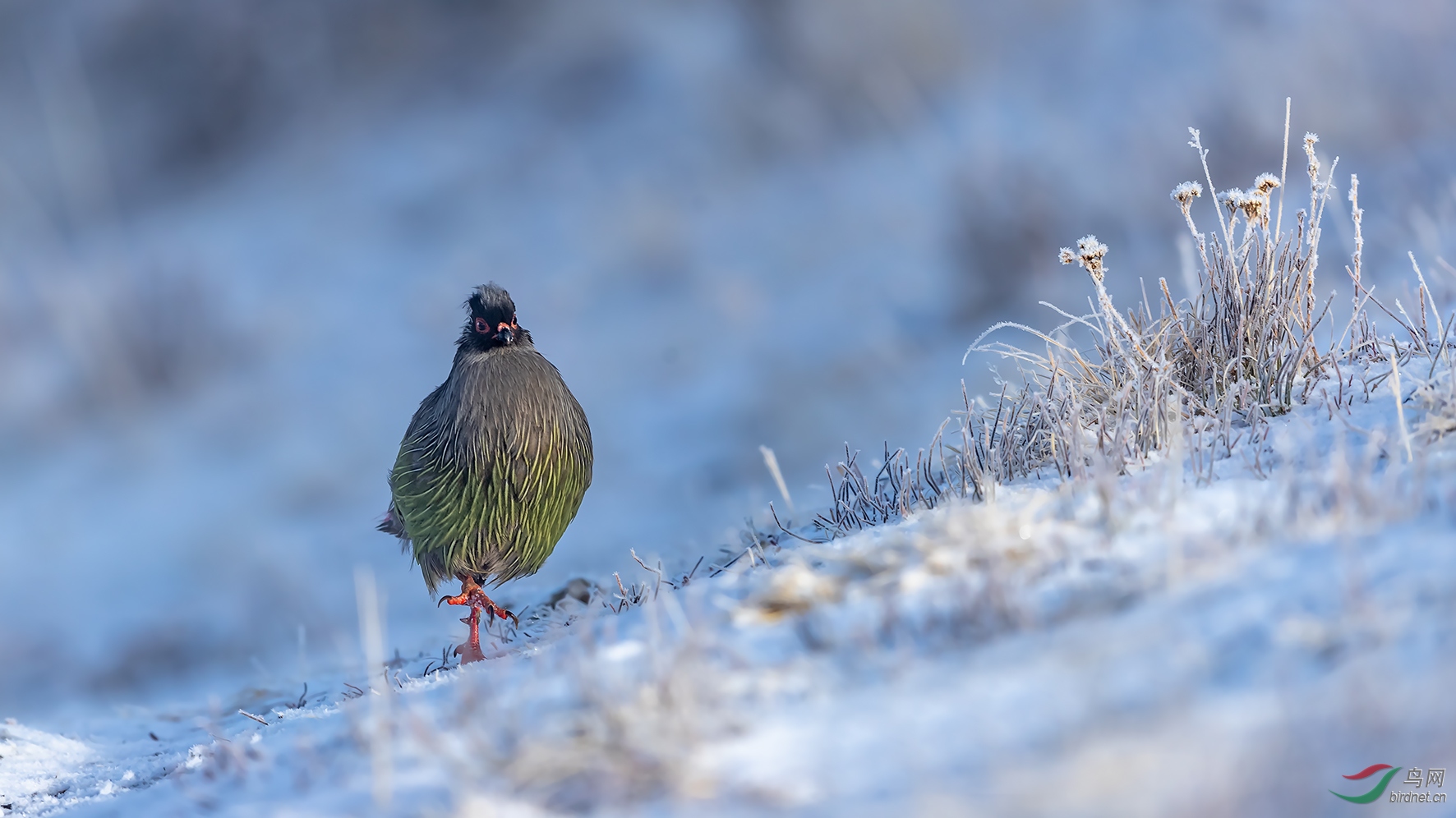 川西血雉 - 青海版 qinghai 鸟网
