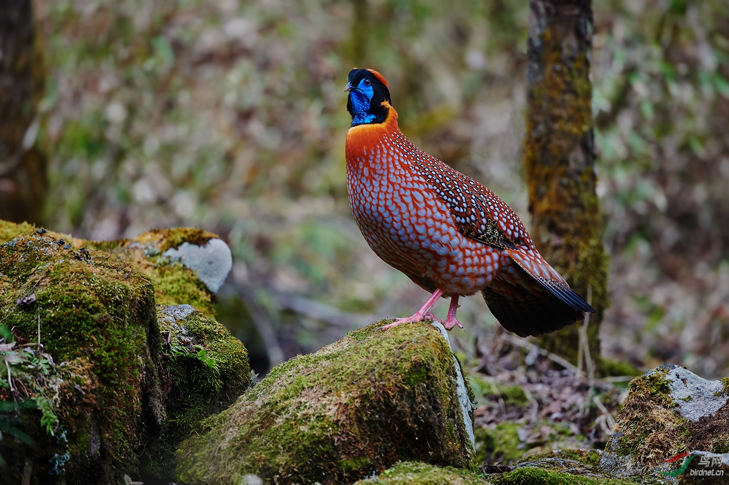_DSC1094_1ps.jpg