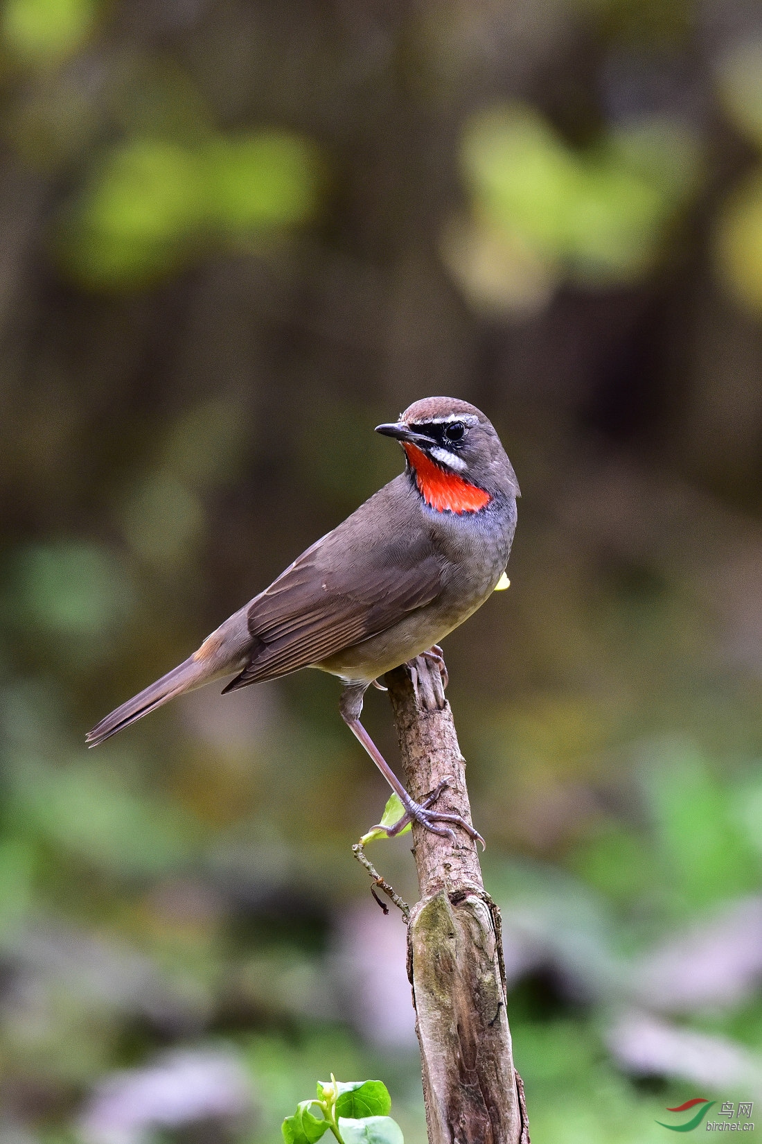 DSC_0116.JPG