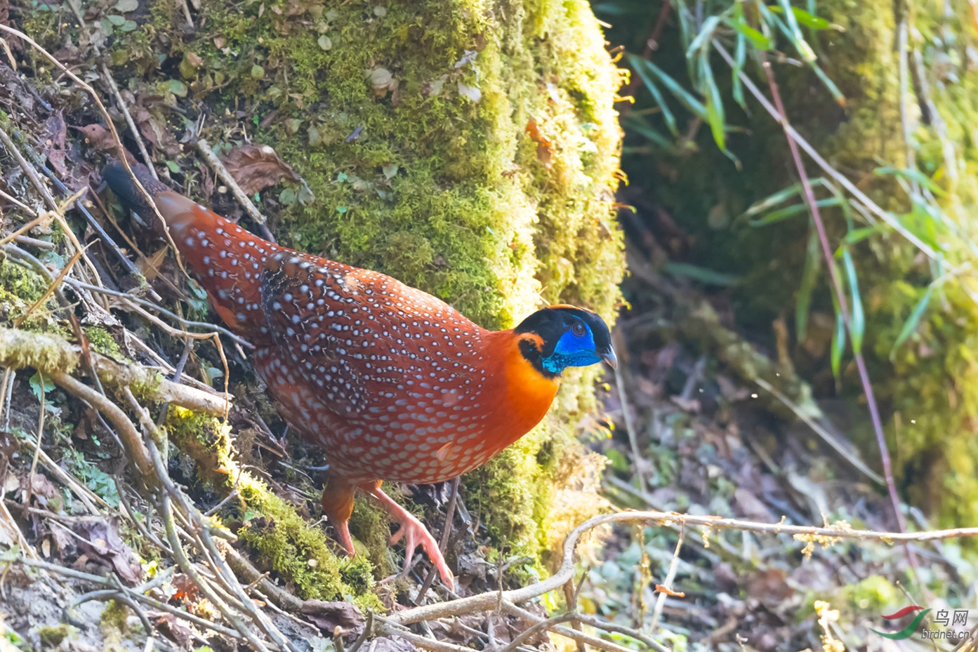 重庆金佛山红腹角雉