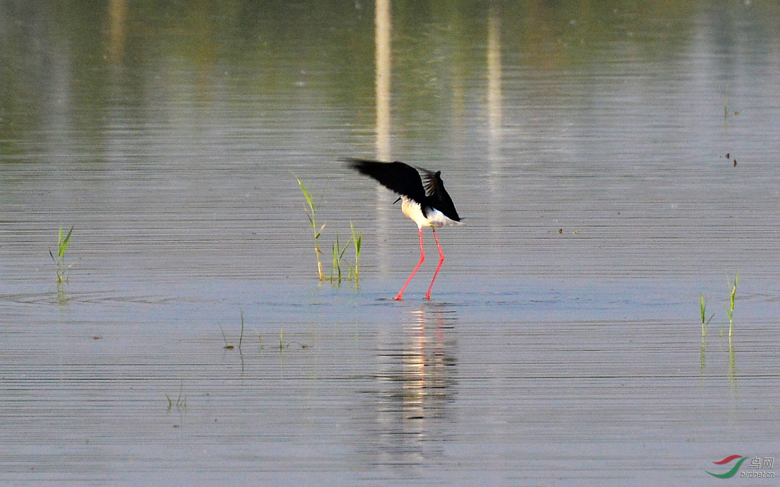 DSC_0964.JPG